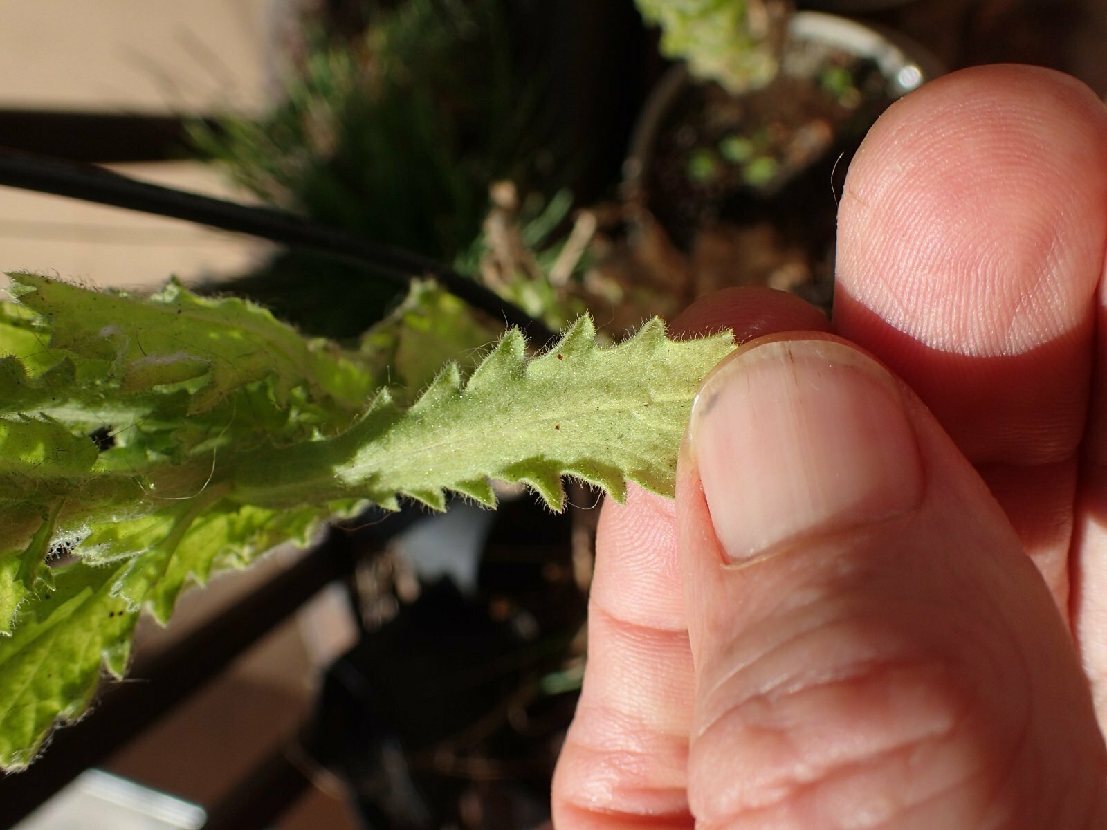 High Resolution Laennecia coulteri Leaf